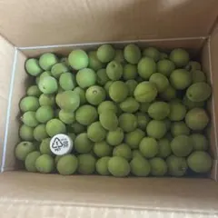 富山県産　健康稲積青梅　3kg 富山稲積梅 青梅 新鮮 無農薬 6/6昼収穫 3kg 本日中発送 - メルカリ