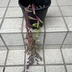 多肉植物の「ルビーネックレス抜き苗