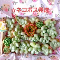 ❤️多肉植物❤️エケベリア❤️寄せ植え❤️のサムネイル