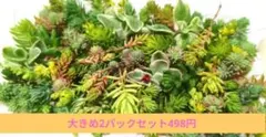 【送料無料】訳あり　大パック×2　多肉植物　カット苗　セダムセット　詰め合わせ