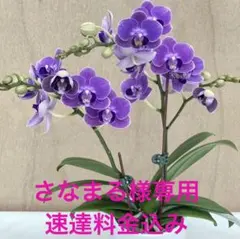 さなまる様 リクエスト 2点 まとめ商品