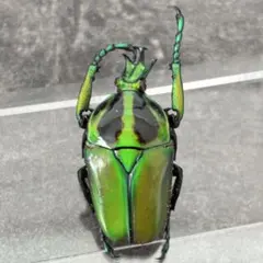 2025年最新】カナブン 標本の人気アイテム - メルカリ