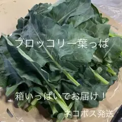 ブロッコリー葉っぱ(ネコポス発送) 箱いっぱい 詰め合わせのサムネイル
