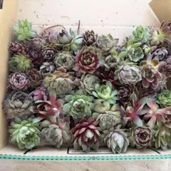 センペルビウム　宅急便コンパクトにいっぱいです。寄せ植えにいかがですか多肉