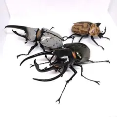 【オンライン版 台座付 未開封】コーカサス・グラントシロ・サビイロ　3種セット