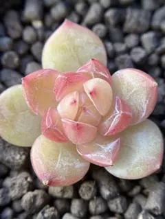 kchan様 リクエスト 8点 まとめ商品