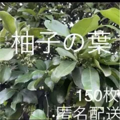 京都府産 無農薬 柚子の葉 100枚 - メルカリ