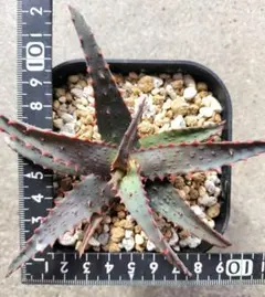 2026年最新】アロエ カスティロニアエの人気アイテム - メルカリ