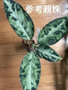 2026年最新】アグラオネマ ピクタムの人気アイテム - メルカリ