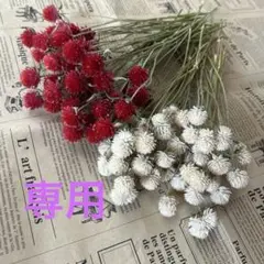 茎付き千日紅《赤＊白》　100本