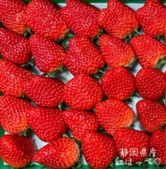 【大粒】朝採り紅ほっぺ 〜農家直送〜 いちご イチゴ
