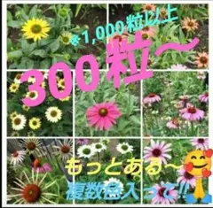 ☘️4090 ✿エキナセア種のMIX　増量中‼️770粒⁉️✖️２倍❗️※昇順にのサムネイル