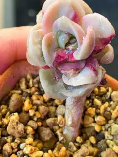 2026年最新】ラブリーローズ錦 赤斑の人気アイテム - メルカリ