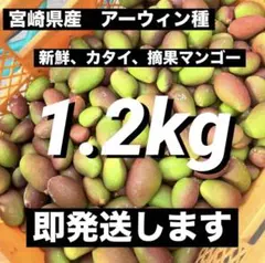 ★いろんなサイズ★宮崎県産 摘果マンゴー1.2kg 青マンゴー グリーンマンゴーのサムネイル