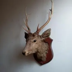 2026年最新】鹿 剥製の人気アイテム - メルカリ