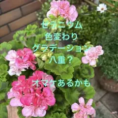 ペラルゴニウム ピンクカプリコーン苗(鉢植え)① - メルカリ