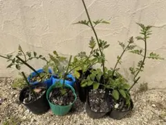 NHさま専用　ハゴロモジャスミン　挿し木苗2ポット♡