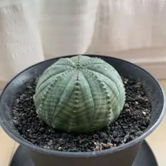 2025年最新】シンメトリカの人気アイテム - メルカリ