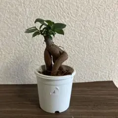 ガジュマル　no.A
