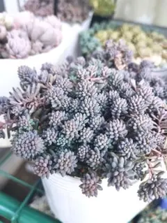 ドドシュカ様 リクエスト 3点 まとめ商品