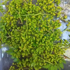 花山椒 秀品 奈良県吉野産 期間限定 冷蔵着払 100g - メルカリ