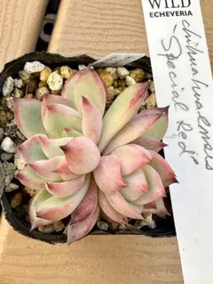 2026年最新】サボテン相談室の人気アイテム - メルカリ