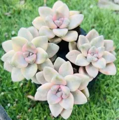 kaoco様 ご専用　值引70円　リクエスト 2点 まとめ商品