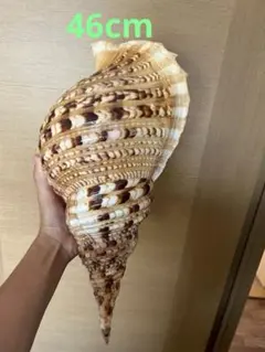 特大 法螺貝44cm(直接40.5cm)1064g - メルカリ