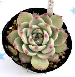 2026年最新】桃太郎 多肉植物の人気アイテム - メルカリ