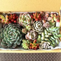 みさと様 リクエスト 2点 まとめ商品