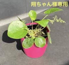 翔ちゃん様 リクエスト 2点 まとめ商品