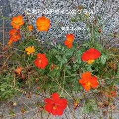 昭和レトロポップ アデリアグラス アリス ３個