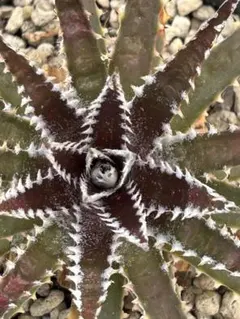 Dyckia 'Smilodon' Amazonico Hyb ディッキア - メルカリ
