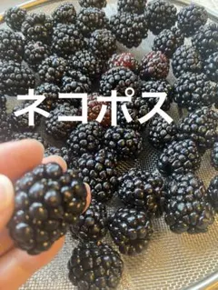 ブラックベリー　トリプルクラウン 取り木苗