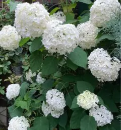 グランパ様 リクエスト 3点 まとめ商品