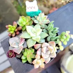 多肉植物カット苗セット
