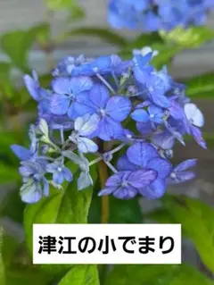 hana様 リクエスト 2点 まとめ商品 - メルカリ