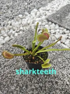 食虫植物 ハエトリソウ Jaws Smiley - メルカリ