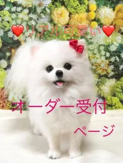 ☆羊毛フェルト ハンドメイド 犬【オーダー受け付ページ】パピヨン　チワワ　ポメ