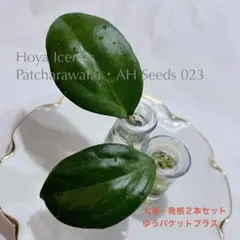 ② hoya thomsonii whitey ホヤ トムソニー ホワイト - メルカリ