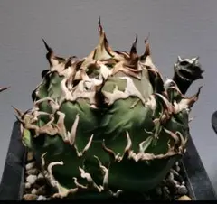 美株❗️チタノタ　シーザー　タグ付き❗️【28】 アガベ チタノタ シーザー 子株 YAKUZA Seasar ヤクザシーザー - メルカリ