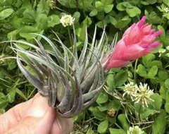 Tillandsia kautskyi / カウツキー（現地球・山採り株） - メルカリ