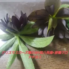 2026年最新】八咫烏 クリスマスローズの人気アイテム - メルカリ