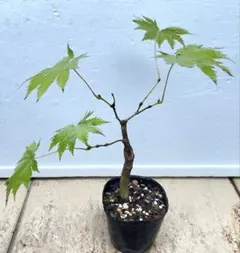 2025年最新】有明もみじの人気アイテム - メルカリ