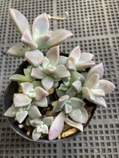 多肉植物 淡雪 2株 抜き苗 - メルカリ