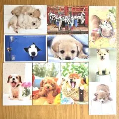 【組み合わせ自由】　犬のポストカード　10枚セット　C