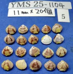 Item thumbnail for item 41e88625-a688-497e-9375-67111c6cdd76