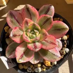 2026年最新】アエオニウムの人気アイテム - メルカリ