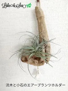 流木と小石のエアプランツのハンギングホルダー