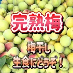【希少品種】稲積梅 3kg 青梅 栽培期間中農薬不使用 梅酒・梅シロップ・梅干し 大粒希少品種】稲積梅 3kg 栽培期間中農薬不使用 梅酒·梅シロップ